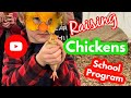 Raising chickens  chick hatching program for schools
