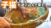 クルルと鳴く猫 さくらちゃんと遊びたい林檎ちゃん Youtube