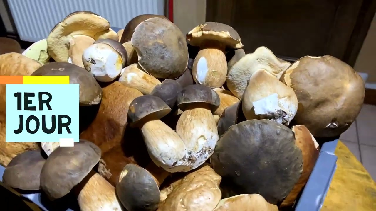 Cèpes et Bolets conservation