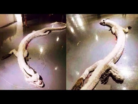 10 КИТАЙСКИХ ДРАКОНОВ СНЯТЫХ НА КАМЕРУ
