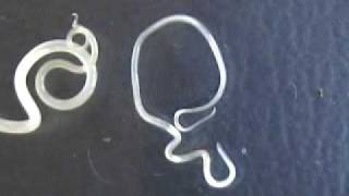 Ascaris female &male