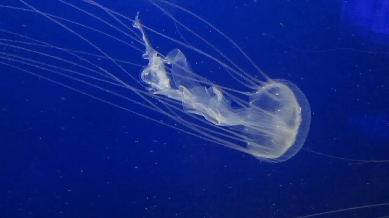 【須磨水族館】Sanderia Malayensis アマクサクラゲ
