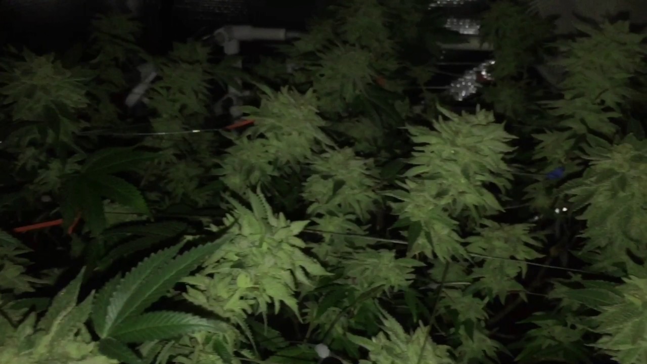 Flushing Harvest PowerVEG