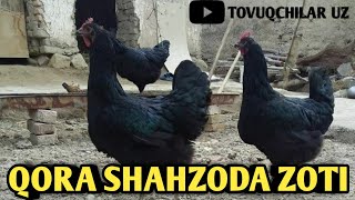 QORA SHAHZODA TUHUMI BOR. QORA SHAHZODA ZOTI. KURK TOVUQLAR | ПАРОДА ЧЕРНЫЙ ПРИНЦ. ЕСТЬ ЯЙЦА КУРИЦ