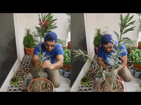 Video: Oleander (Nerium Oleander) Is Een Uitstekende Plant Voor Het Versieren Van Ruime Kamers, Groeit