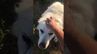 Closing the 'hole' and Yeti give Pyr paw