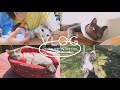 Easy Life Vlog✨TH/ENG|EP:6 เมื่อน้องแมวป่วยเป็นลิวคีเมีย, แมวอุ้งเท้าอักเสบ honeychuuฮันนี่ชู