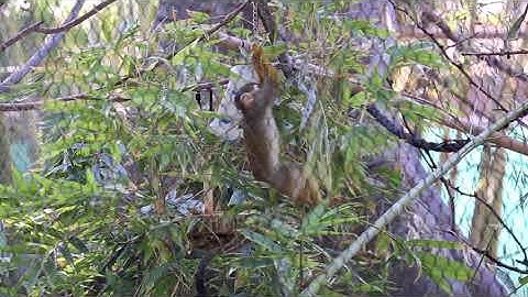 Squirrel Monkey Leaps for a Puzzle Feeder