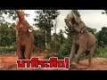 มุมน่ารักของ 2 หนุ่ม ลูกรักน้าเชษฐ์ elephant