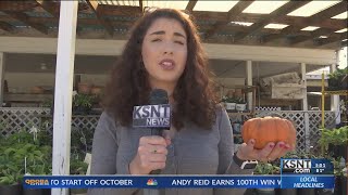 Spooky season threatened by pumpkin shortage