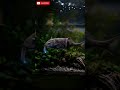 Ikan Hidung Gajah yang Bisa Listrik ⚡🐟"