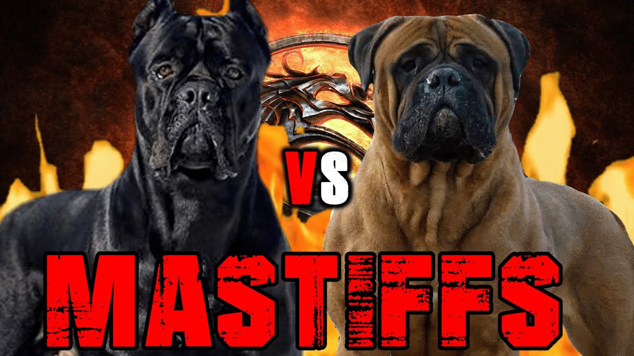 bullmastiff vs pitbull who would win in a fight