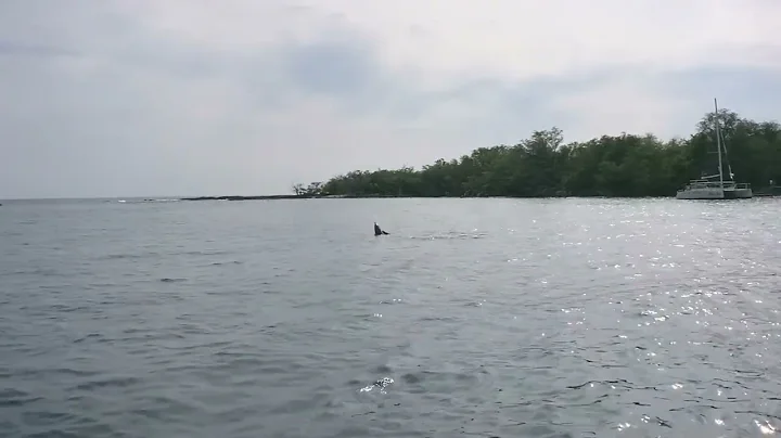 033022 Swam/snorkeled with 4 Bottle Nosed dolphins...