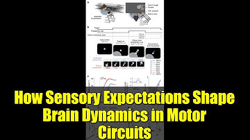 How Sensory Expectations Shape Brain Dynamics in Motor Circuits | Neuroscience Insights