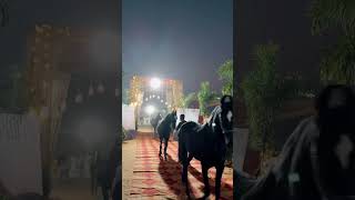 Pushkar Horse Fair 2025 #bollywood #song #horse #pushkar #music #horsebreed #animallife #horsemare