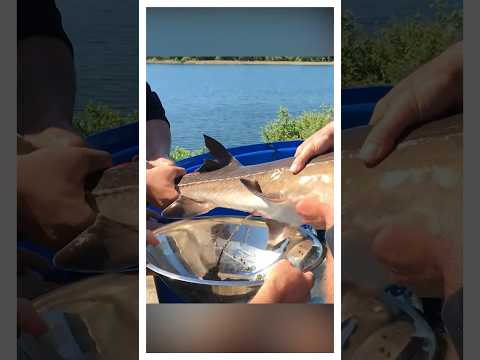 Как получают чёрную икру?