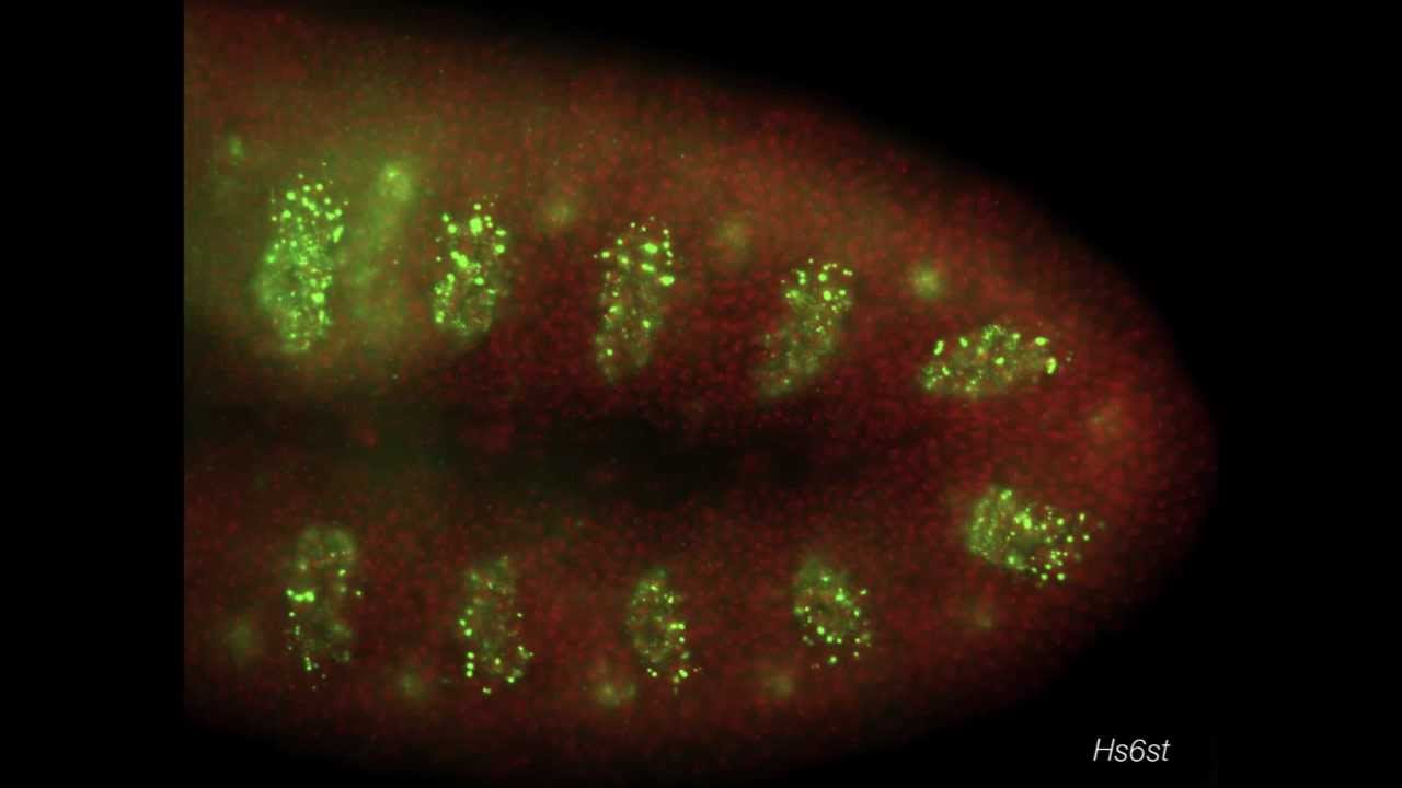 RNA localization patterns in Drosophila embryos - YouTube