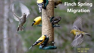 American Goldfinch and Pine Siskin Spring Migration screenshot 4