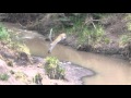 Female Leopard jumping a river in Masai Mara