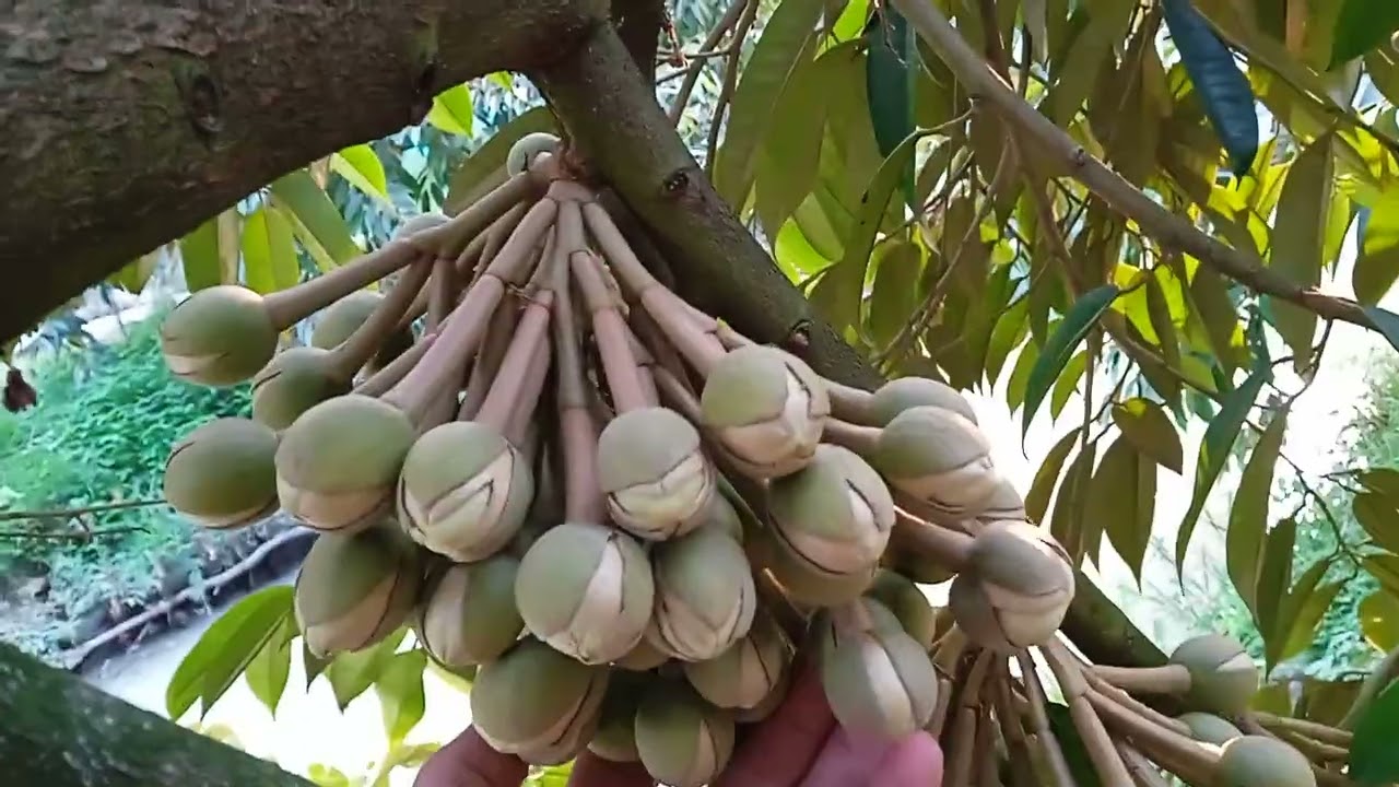 Chia sẽ bộ đậu trái vườn ri6 chuẩn bị xổ nhụy 