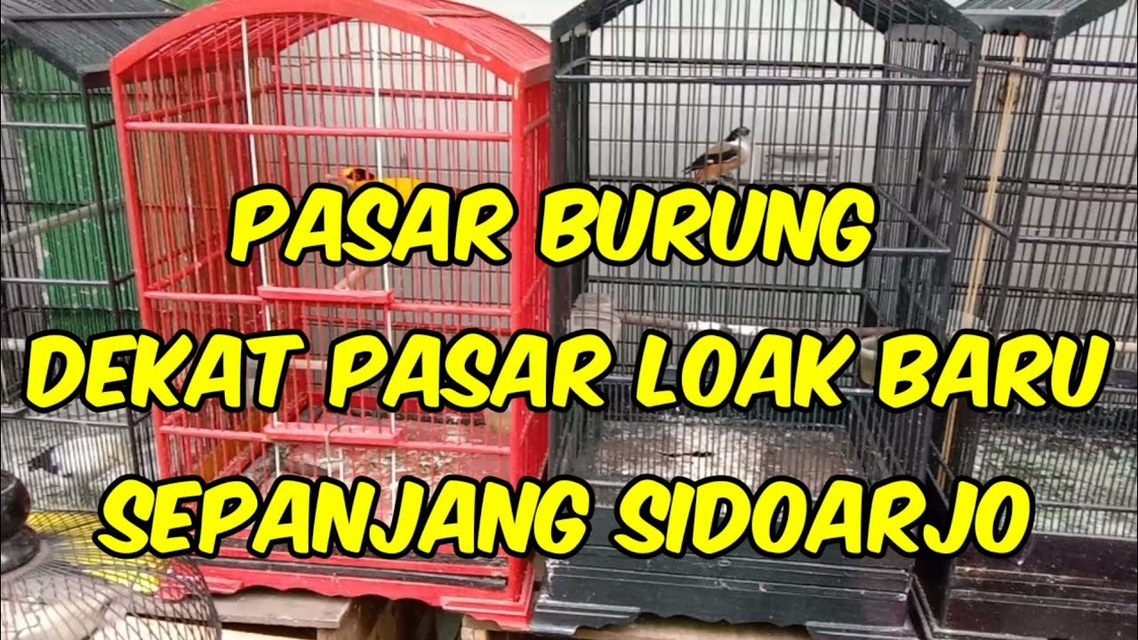 PASAR BURUNG/PASAR LOAK BARU SEPANJANG SIDOARJO JAWATIMUR #ncs #pasarburung #pasar #sidoarjo #murah