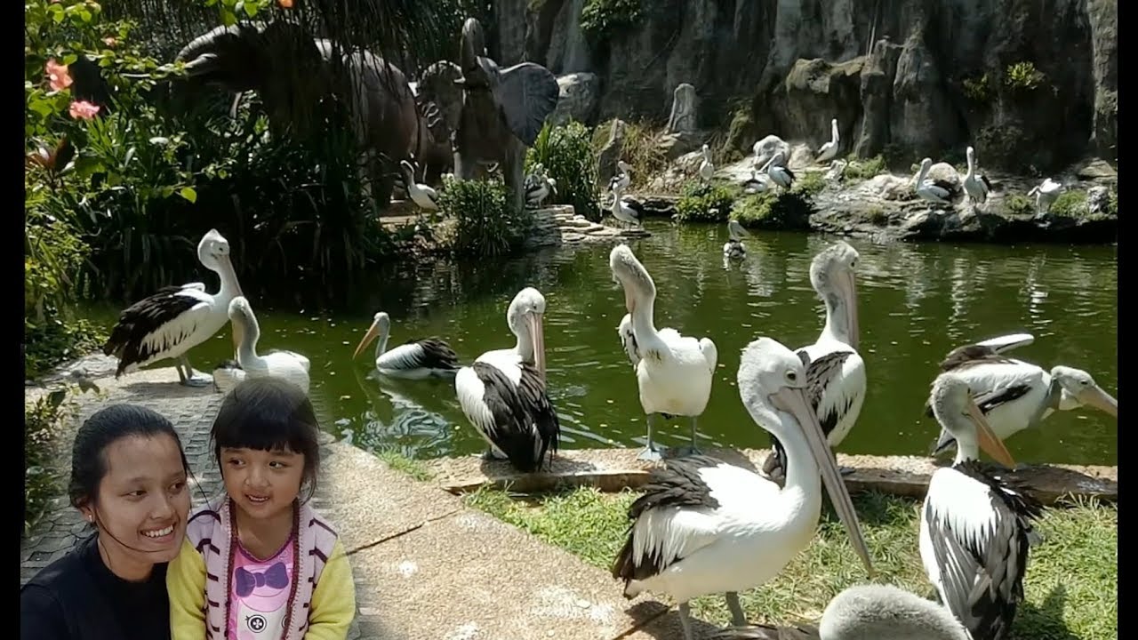Potong Bebek Angsa Lagu anak terpopuler hewan pelikan Potong Bebek Angsa Lagu anak terpopuler hewan pelikan