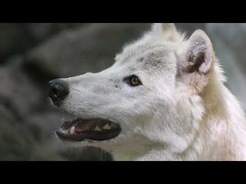 Le Loup Noir Le Loup Blanc Youtube