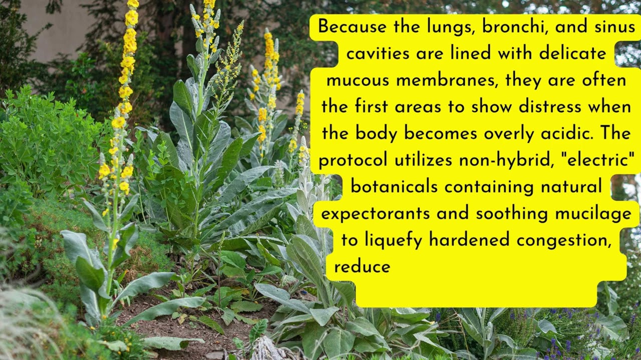 HERBS FOR RESPIRATORY ILLNESS - MULLEIN  #DrSebi#DrSebiapprovedherbs #cold #cough #fever #pneumonia