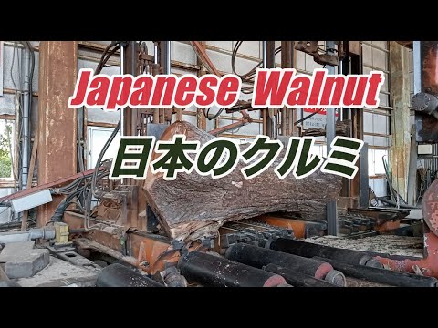 チャムスでおなじみ！「カツオドリ」ウォールナット(高級クルミ)材　削り出し！！ 日本のクルミの製材動画です。Japanese walnut !! - YouTube