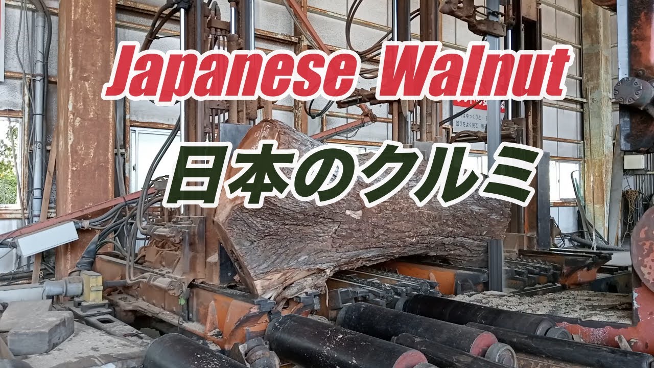 日本のクルミの製材動画です。Japanese walnut !! - YouTube