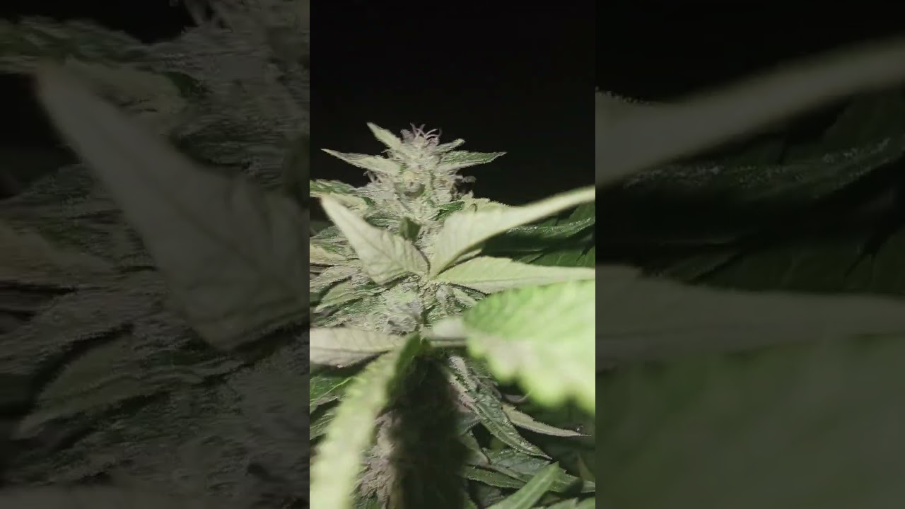 2023 Season Update Oreoz Oilspill Emerald mountain legacy 3rd coast genetics