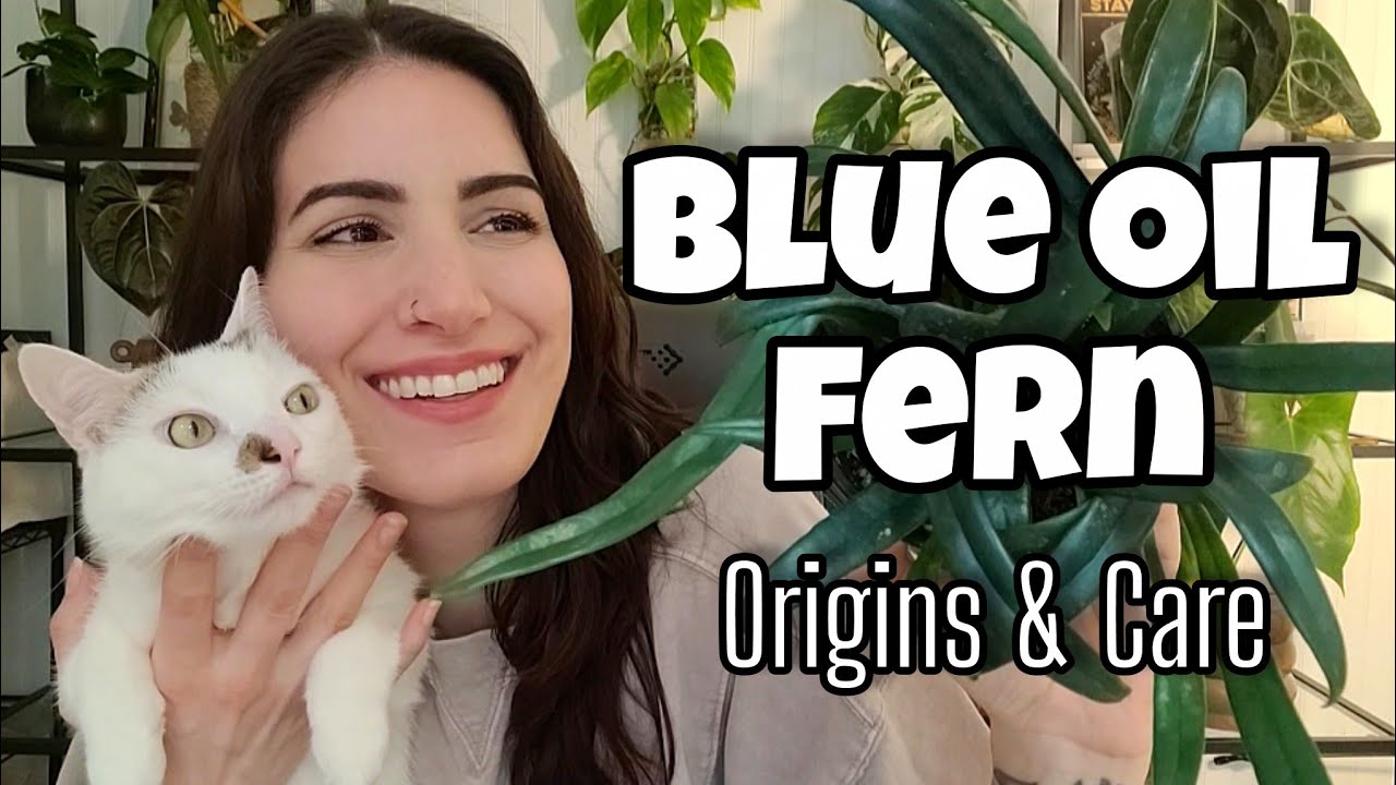Голубой маслянистый папоротник (Microsorum thailandicum): происхождение и уход 💙 Растение недели,...