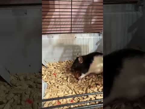 Ужин по расписанию #хвостатые #домашниеживотные #pets #юмор #жизнь