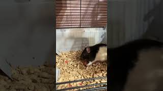 Ужин по расписанию #хвостатые #домашниеживотные #pets #юмор #жизнь