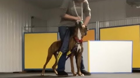 Reactive dog class: part #1 #reactivedog #reactivedogtraining #train #dogtraining #reactivedogs