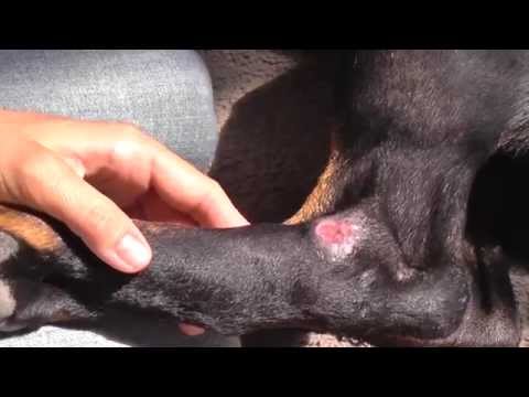 wound-care-for-dogs---open-wound-pressure-sores-on-rear-legs.