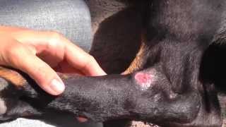 Step by instructions here:
http://www.dobermanblog.com/wound-care-for-dogs-with-pressure-sores/
my dobbie got pressure sores on rear legs this summer. i...