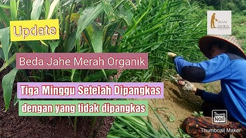 Update, Hasil Perbedaan Jahe Merah Organik antara Dipangkas dan Tidak