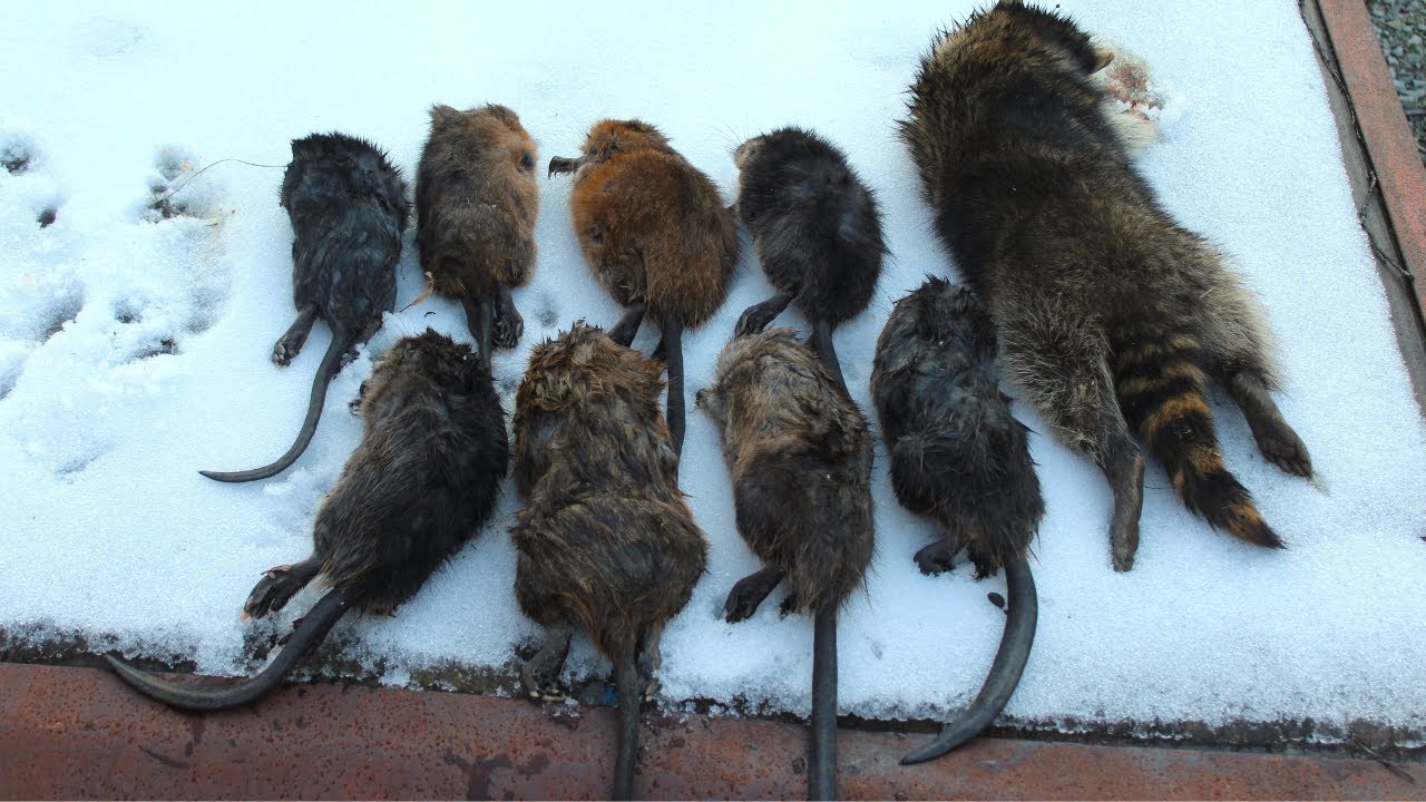 Muskrat Trapping Pennsylvania Day 3 YouTube