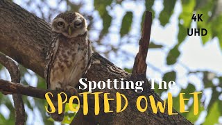 Spotted owlet | Indian Wildlife | Nature documentary | 4k video with Eng subtitles | Short film |