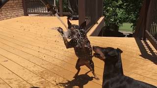 Manchester Terrier's Boomer and Diva Attacking Water  Protect your dogs with MistAway