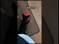 レーザーポインターと犬#ミニピン #ミニチュアピンシャー #ねこけん出身 #レーザーポインター