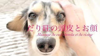 だり旺さんのお顔をほぐします👐🏻瞳もぱっちりきらきら✨愛犬と仲良し♡大切な日々の愛犬ケア~顔~