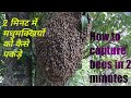 how to capture a bee Swarm !!! मधुमक्खी पालन !!! beekeeping training video !!! Himalayan Beekepers