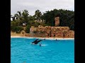 Профи-шоу Дельфинов - Лоро Парк Тенерифе #shorts #loroparque #tenerife #dolphinshow