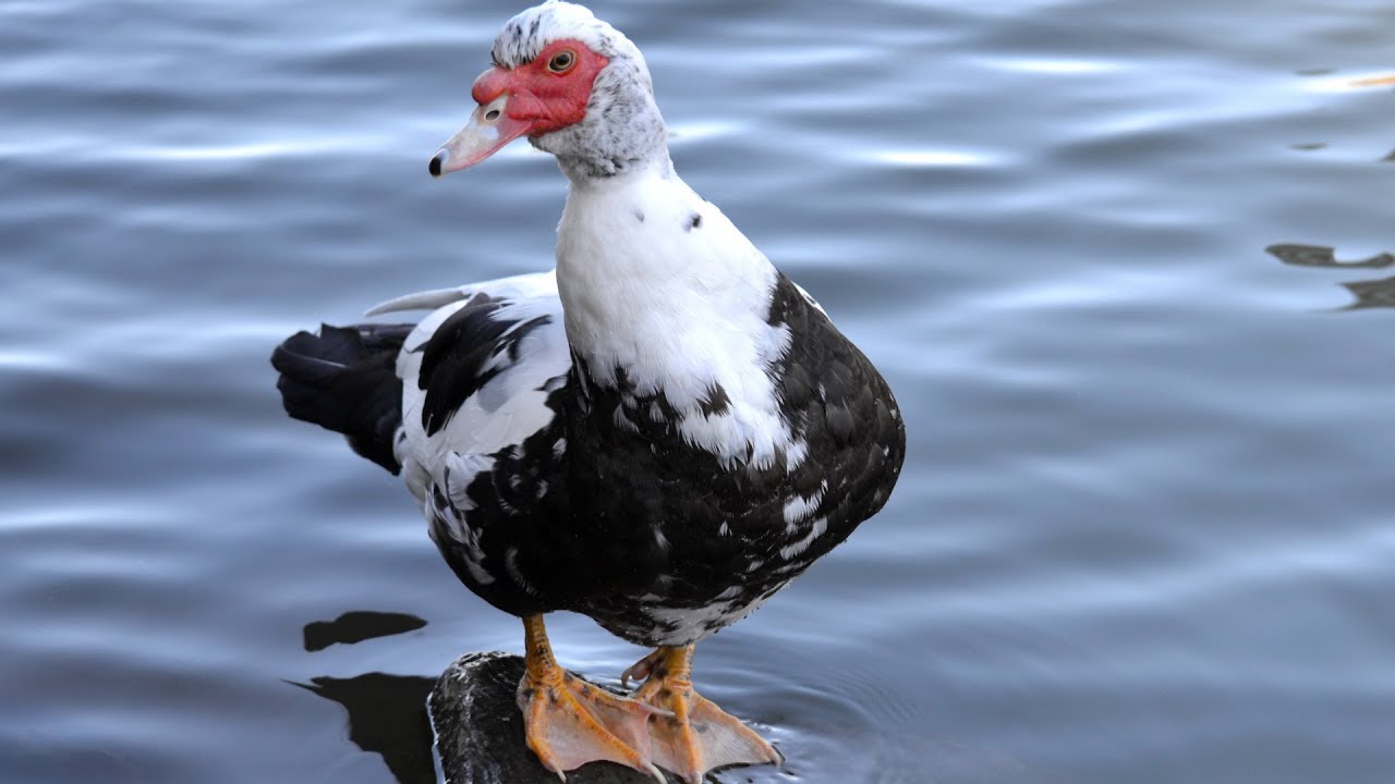 Muscovy Ducks Large Quiet Flavourful YouTube