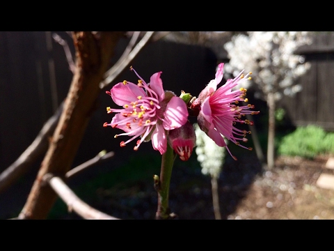 Video: Babcock Peach Fruit – Babcocki virsikupuude kasvatamine koduaias