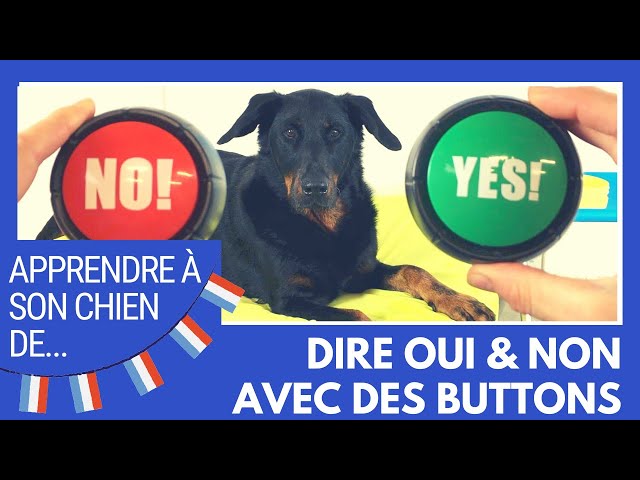 Apprendre à son chien de choisir avec des buzzers sonores YES ou NO