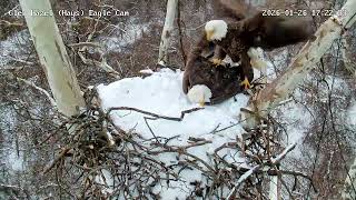 Glen Hazel (Hays) Eagles-Mom and HM2 mate in the nest! 01-26-2026 17:22