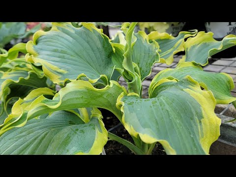 Video: Shade Garden Locale - Wenke oor waar om skadutuine te plant